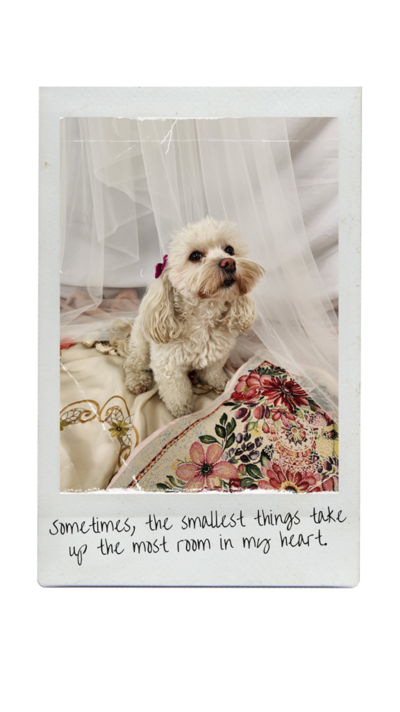 Vintage Effect Polaroid (8)